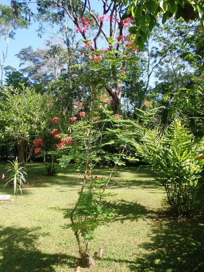 Hotel&Cabinas Nadine Cahuita Exterior foto